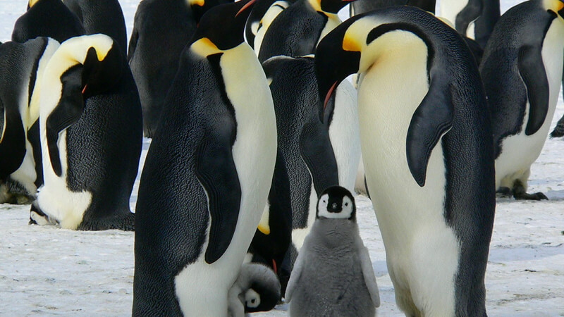 ペンギン　赤ちゃん　家族