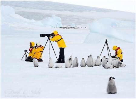 ペンギン　カメラ　人間　興味