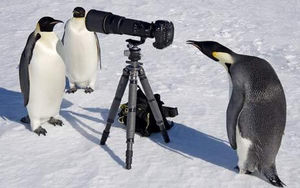 ペンギン　カメラ　覗く