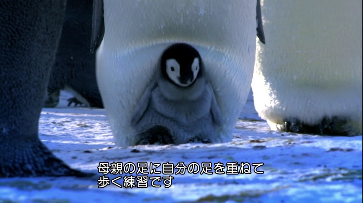 ペンギン　赤ちゃん　歩行練習