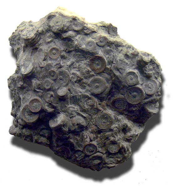 オーパーツ　歯車　ウミユリの化石
