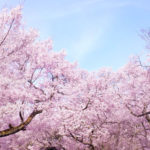 桜　起源　日本　韓国　中国