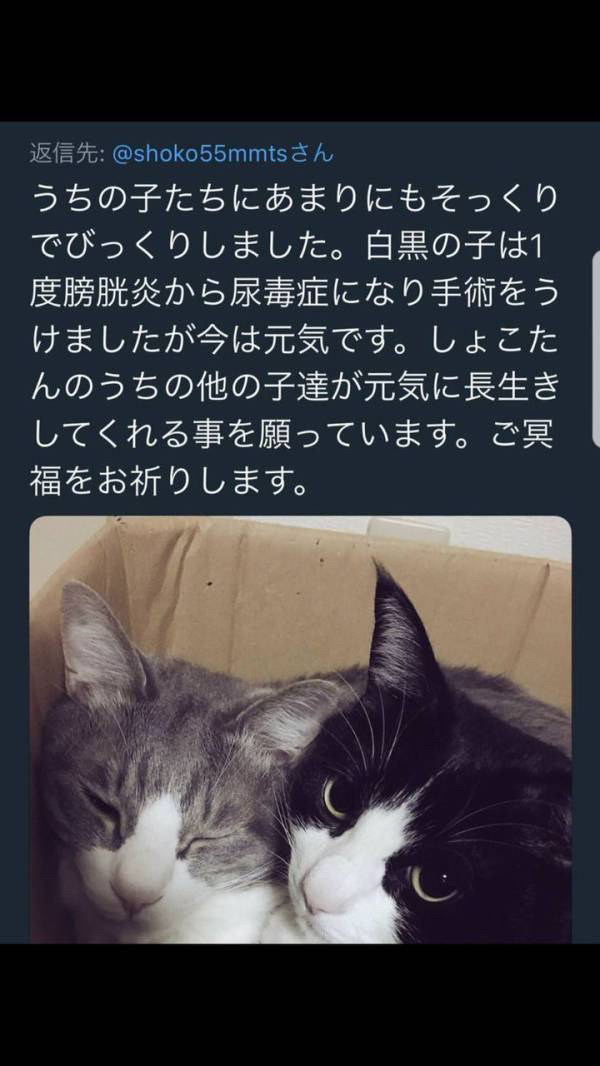 中川翔子　嘘　飼い猫