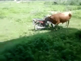 牛　バイク