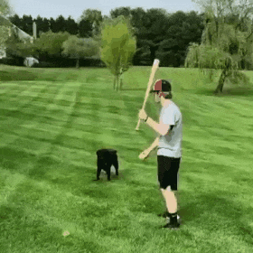 犬　遊び
