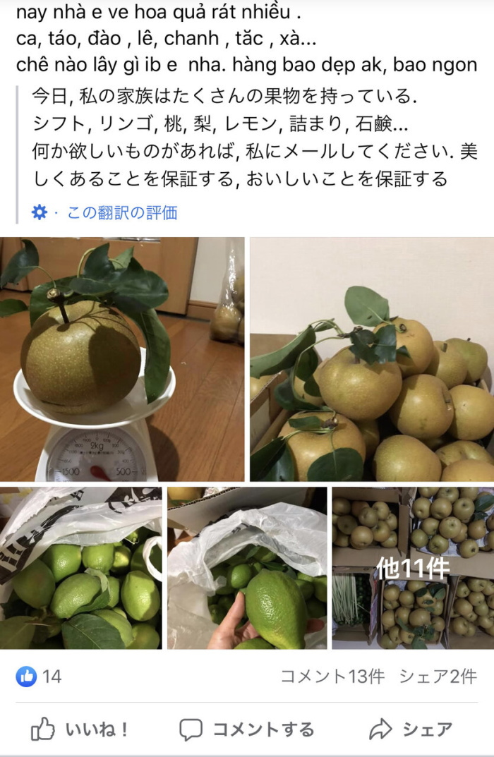 ベトナム人　窃盗　家畜　野菜