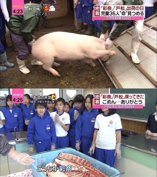 豚飼育　小学生