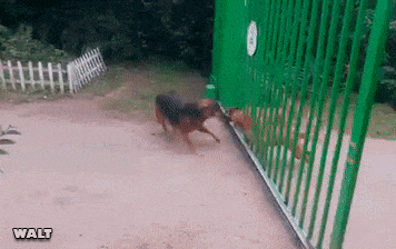 犬　威嚇　柵
