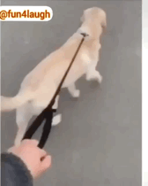 犬　散歩　GIF
