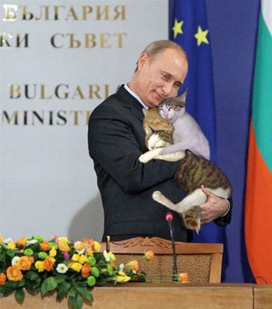 猫　ロシア