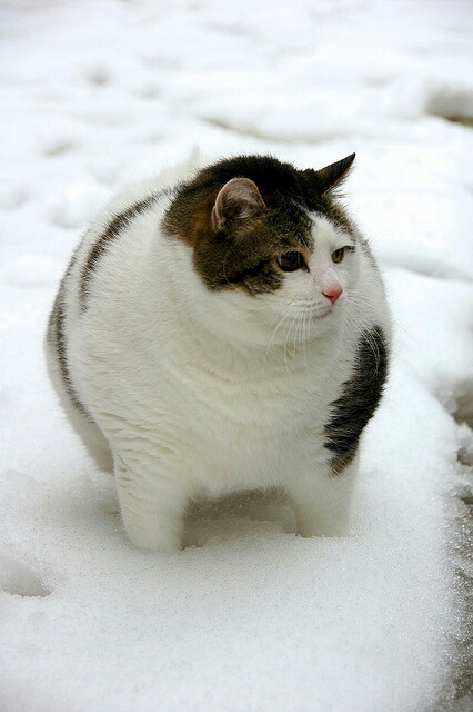 猫　丸くなる　雪