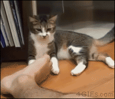猫　足のにおい　フレーメン反応