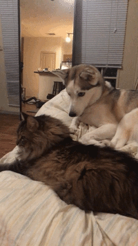 GIF　犬　喧嘩