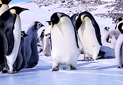 ペンギン　滑る　転ぶ