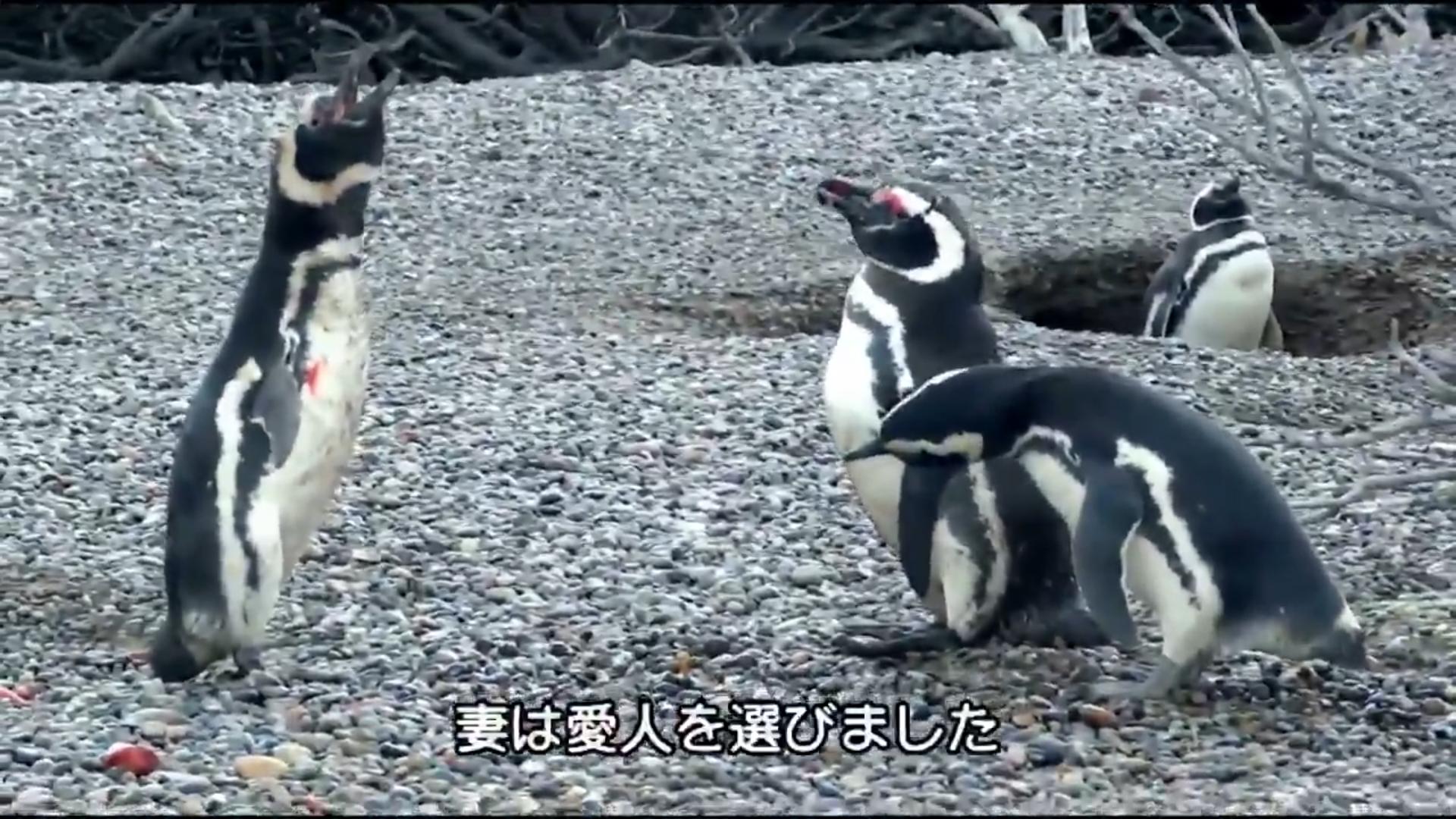 ペンギン　妻は愛人を選びました