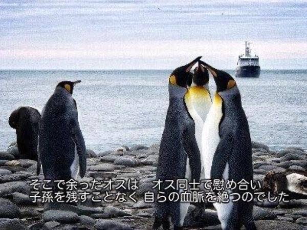 ペンギン　オス同士で慰めあい