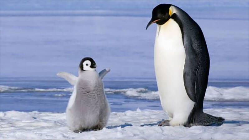 皇帝ペンギン　子育て