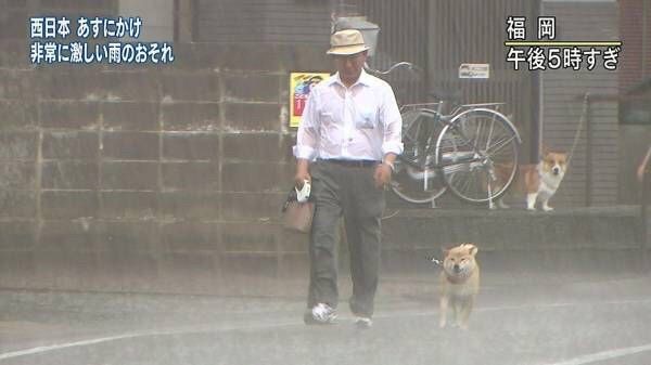 犬　散歩　台風