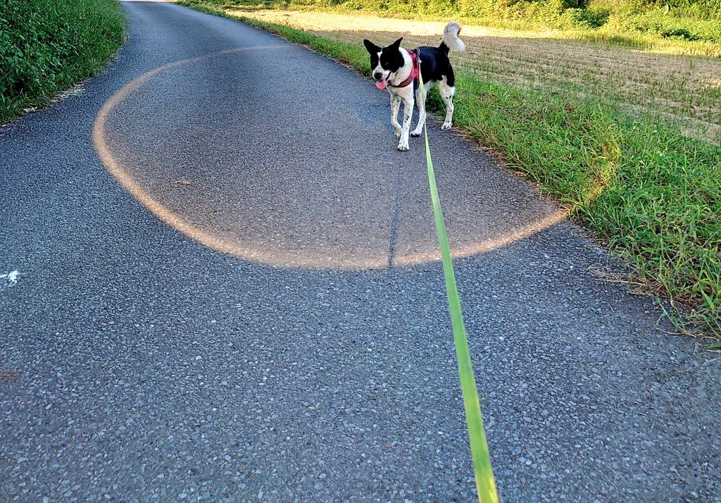 犬　シールド