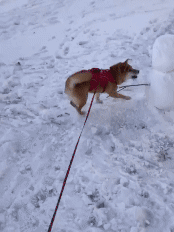 犬　雪だるま　GIF