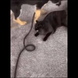 犬　猫　ロープ　GIF