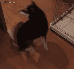 犬　タップダンス　GIF