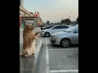 犬　駐車　GIF