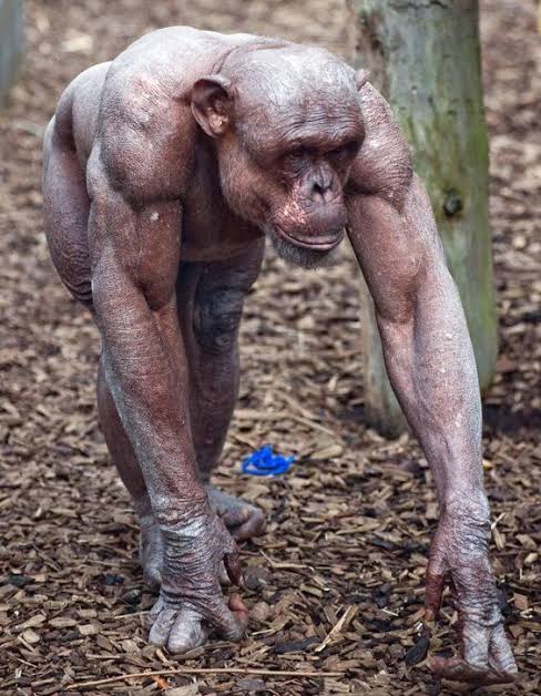 チンパンジー　筋肉