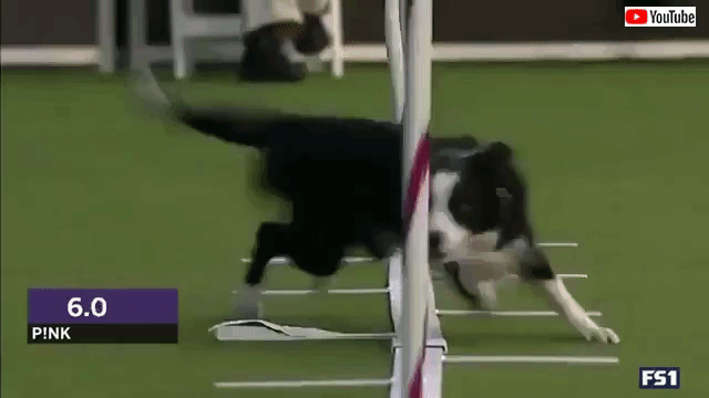 犬　競技